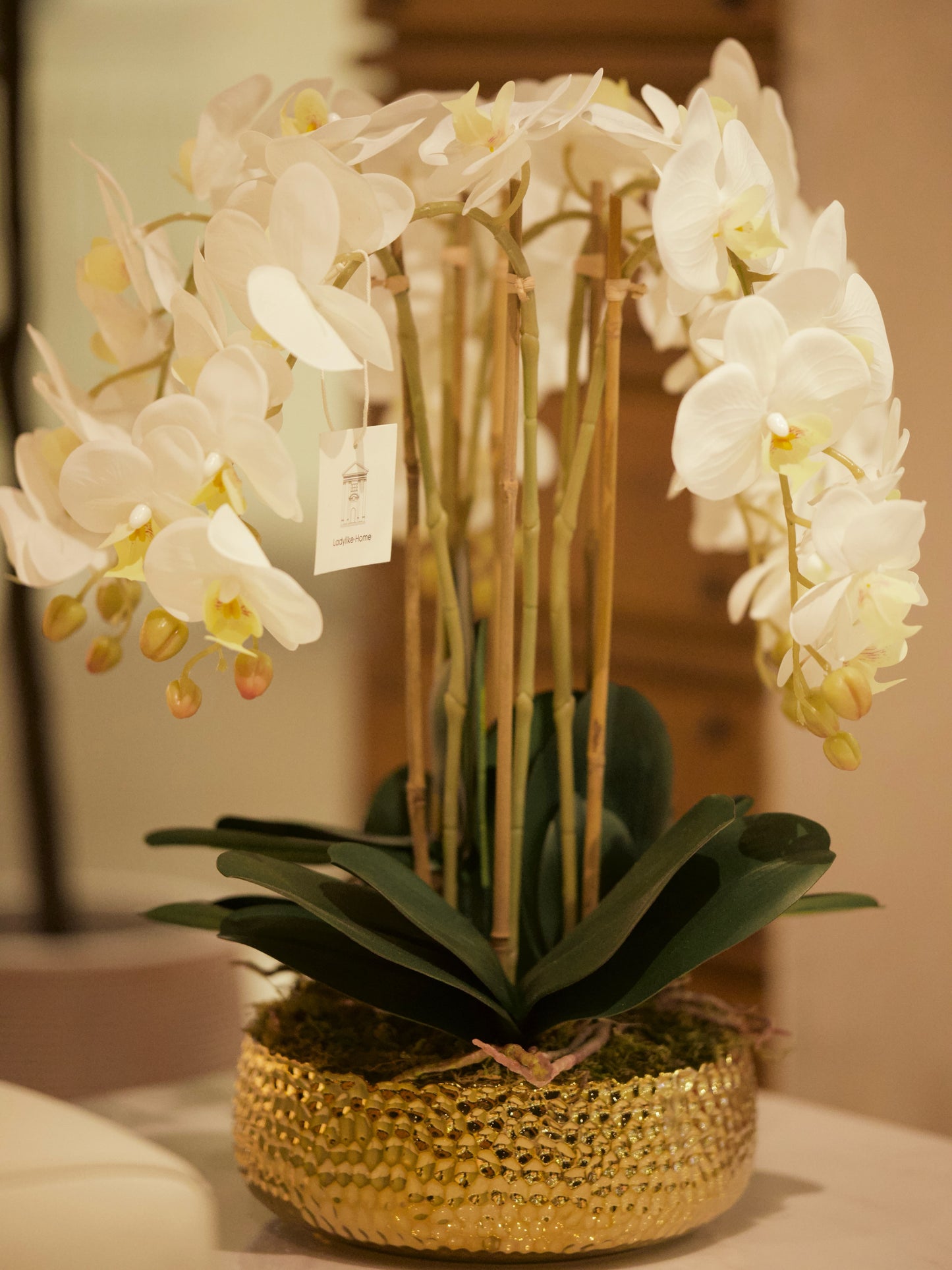 Phalaenopsis Orchid