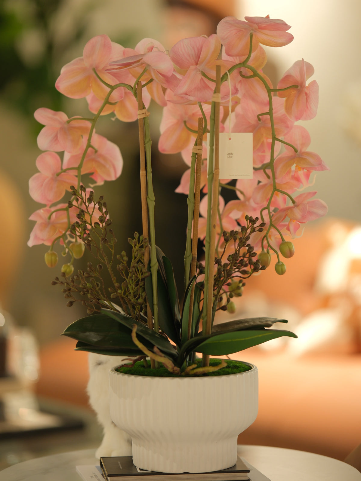 Phalaenopsis Pink Small