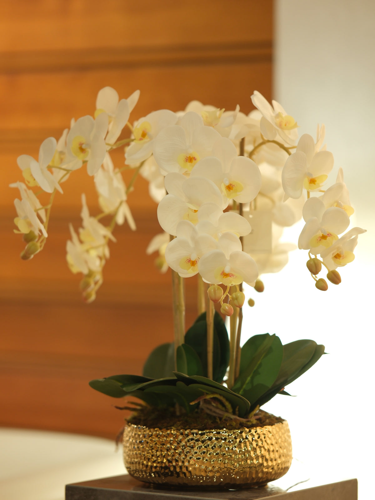 Phalaenopsis Orchids White Small