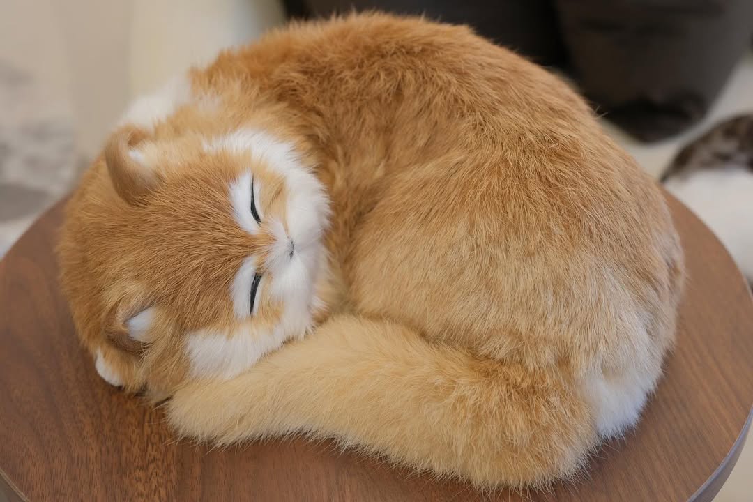 Snuzzle Cats