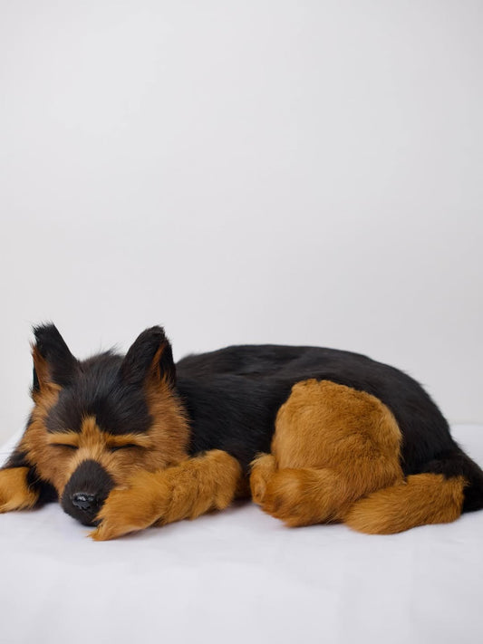 Slumber Pup