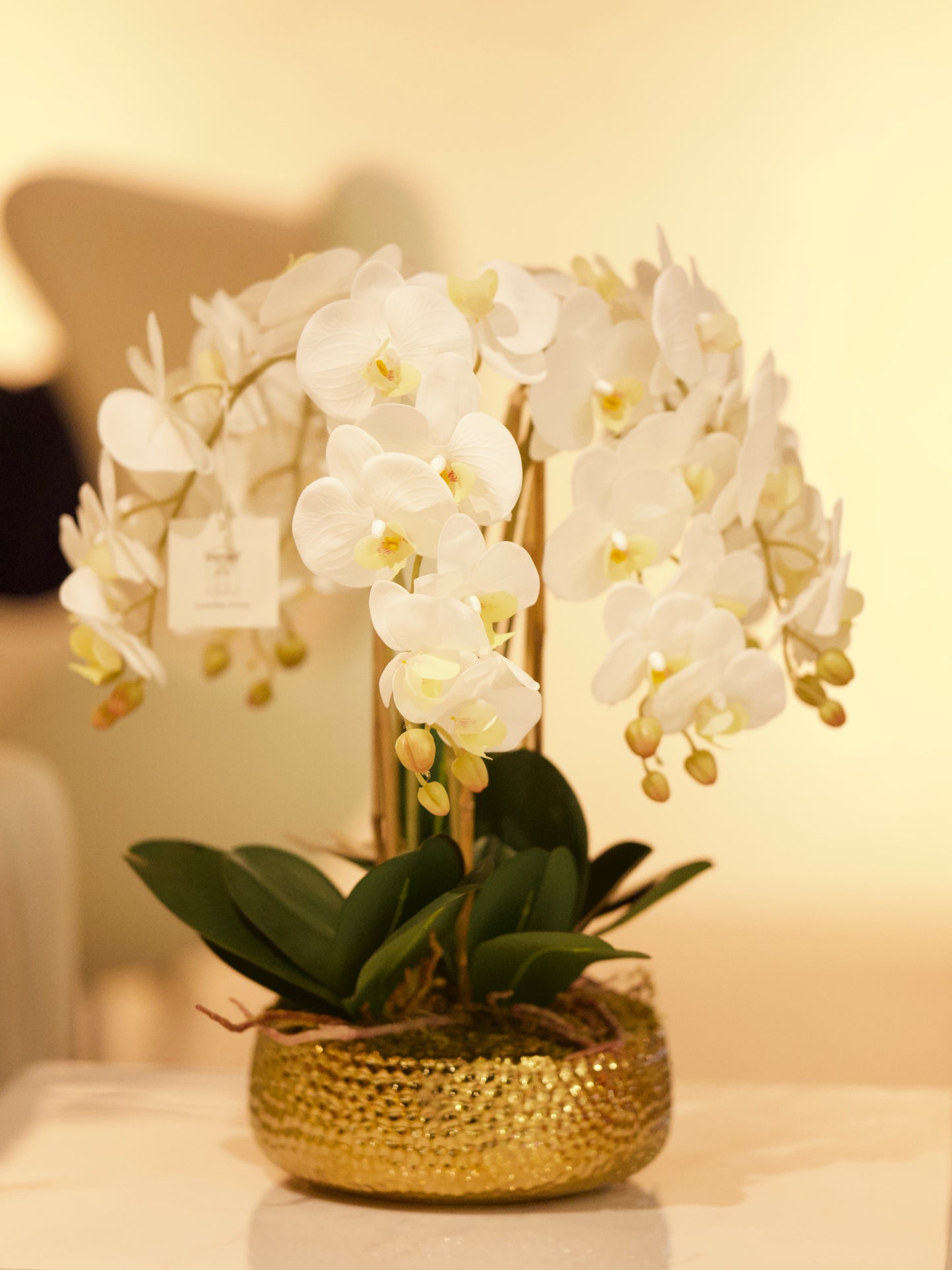 Phalaenopsis Orchid