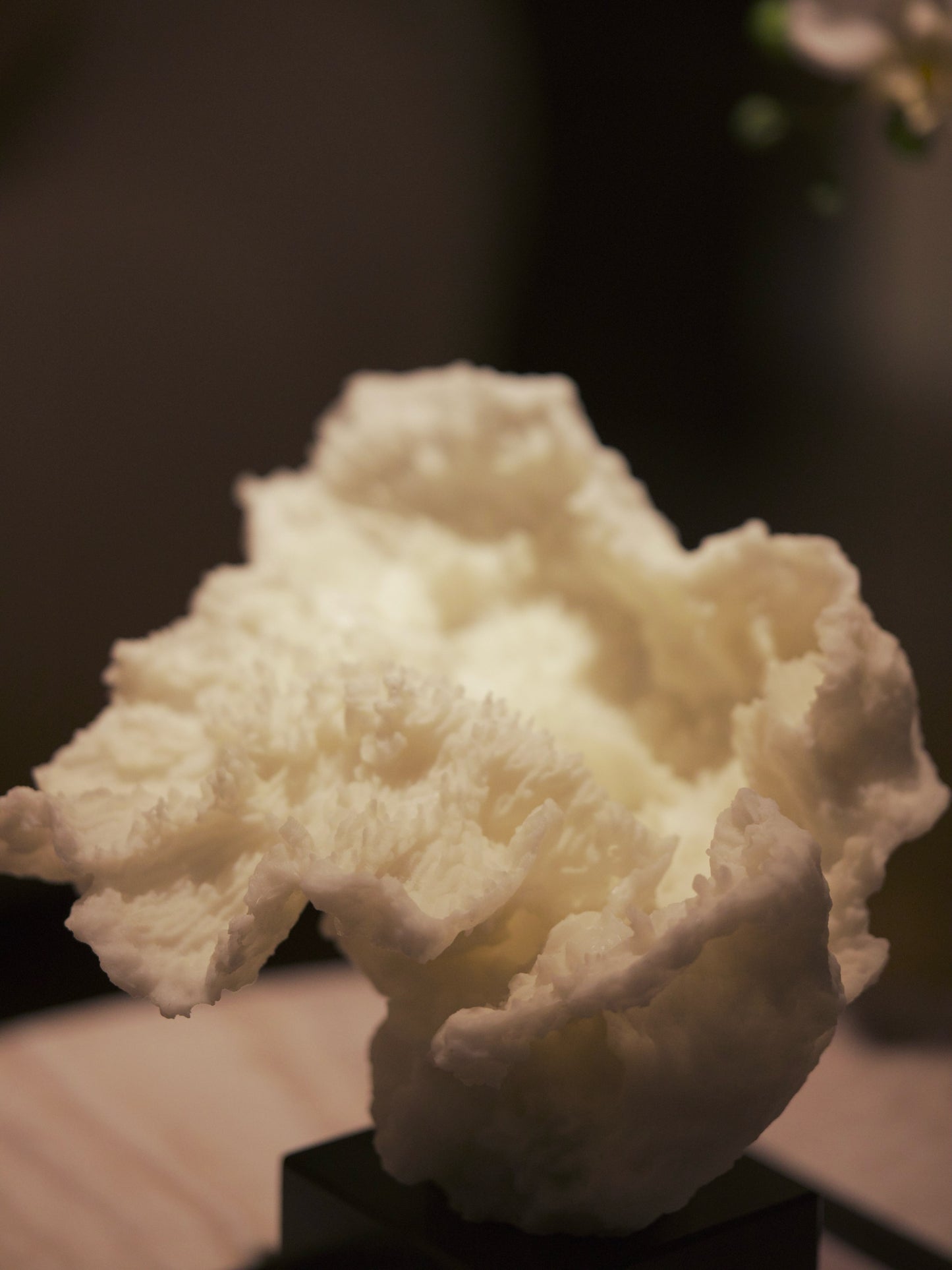 Ivory Coral