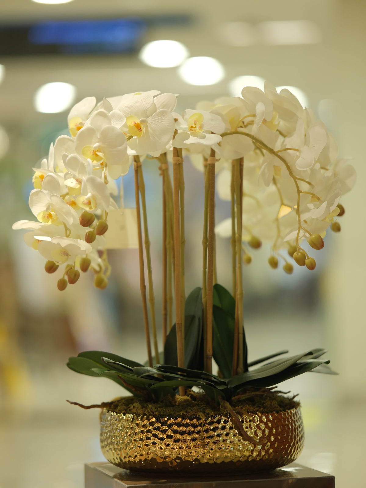 Phalaenopsis Orchids White Big