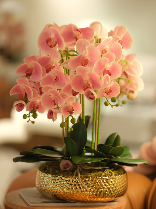 Phalaenopsis Orchids Pink Big